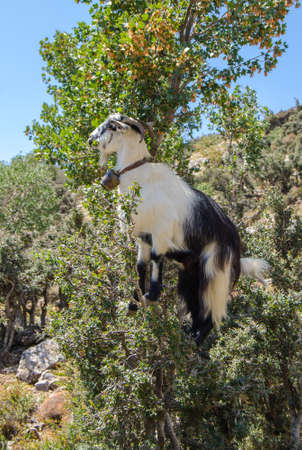 Goat on a treeの写真素材
