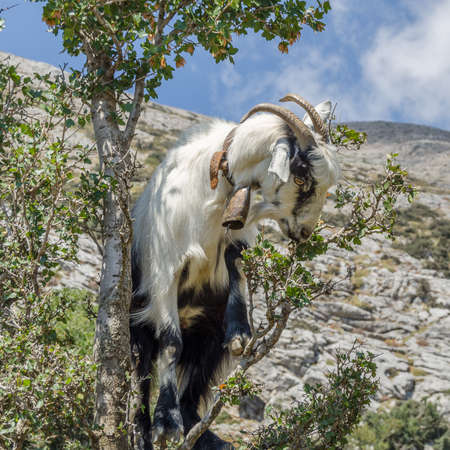 Goat on a treeの写真素材