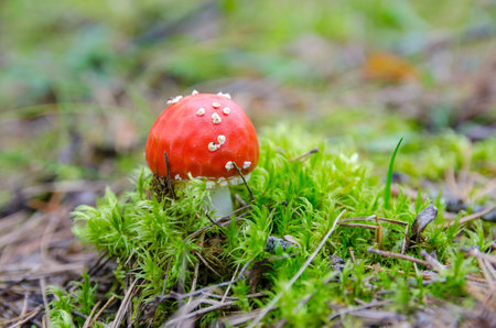 Fly agaric toadstool in moss