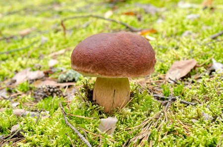 Autumn Cep Mushrooms Close Upの写真素材
