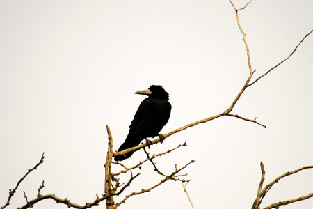 black crow sits on the branches of acacia in early spring