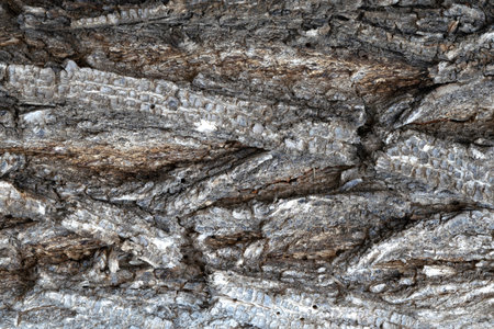 bark of an old tree elm for background texture