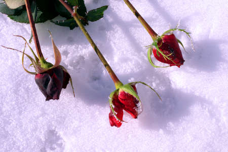 Beautiful rose covered with snow. Snow lies on frozen rose.の写真素材