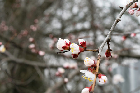 blooming apricot branches in the garden in spring