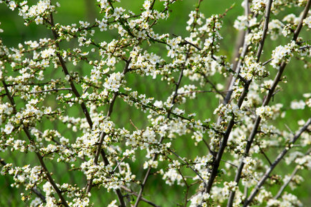cherry plum blossoms blooming in the spring garden against the background of green grass,...
