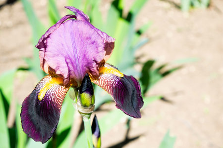 purple iris flowers blooming in the garden in spring copy space