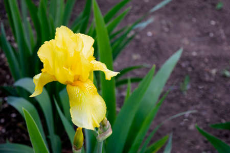 yellow iris flower blooming in the garden in spring copy spaceの写真素材
