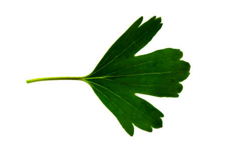 green leaf of black currant isolated on the white background, bottom side of leafの写真素材