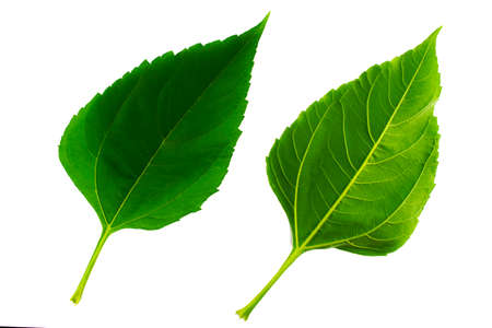 two green leaves of Jerusalem artichoke isolated on the white background, the upper and lower side of the leafの写真素材