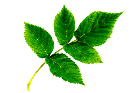 raspberry leaf inflorescence isolated on the white background