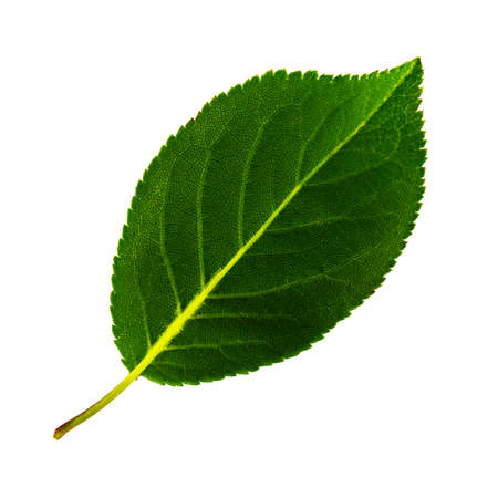 one green leaf of cherry plum isolated on the white background, bottom side of leafの写真素材