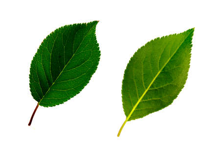 two green leaves of cherry-plum isolated on the white background, the lower and upper side of the leafの写真素材