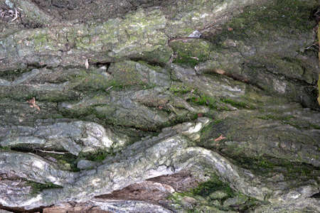 image of a section of old elm bark for a background or textureの写真素材