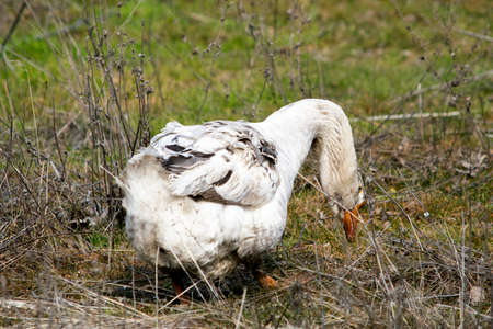 one domestic goose grazes on green grass in early springの写真素材