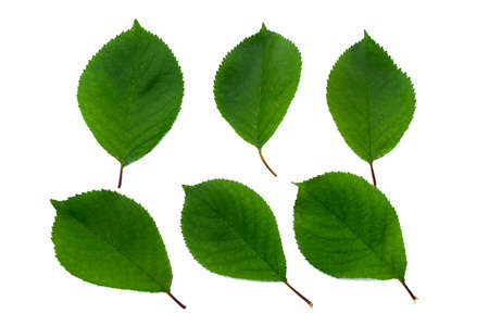 set of six green leaves of cherry isolated on a white backgroundの写真素材