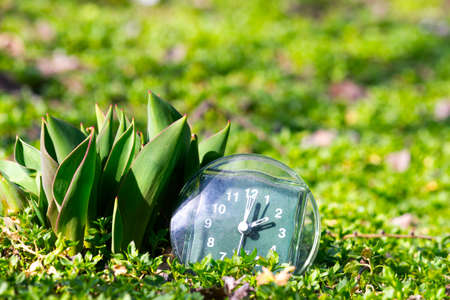 the transition to summer time, the arrival of spring, the clock on the green spring grass next to the young unblown tulip flower on a bright sunny day place for inscriptionの写真素材