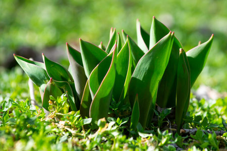 tulip leaves that have risen in the garden in early spring on a bright sunny day among the grassの写真素材