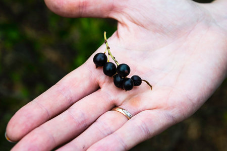 blackcurrant berries lie on a female palmの写真素材