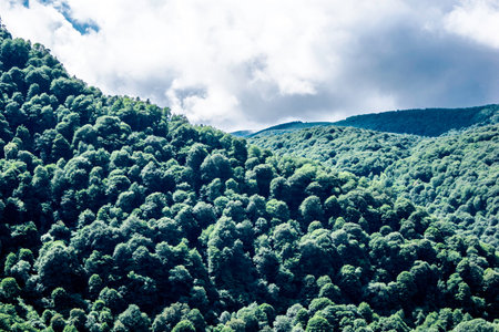 The mountain landscape, mountains, green trees, valley, glaciers Arkhyz Karachay-Cherkessia Russia