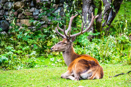 deer lying on green grass in the forestの写真素材