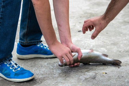 fishermen examine rainbow trout caught by them lying on the shore