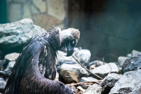 white-headed vulture sits on stones and dries wings after rainの写真素材