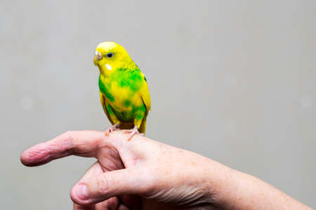 a yellow-green wavy parrot sits on a man s handの写真素材
