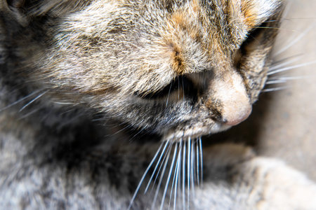 pretty face of gray cat close up