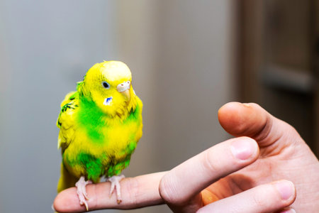a yellow-green wavy parrot sits on a man s hand