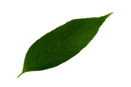 one green leaf of common ash isolated on white background top side of the leaf