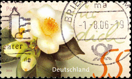 02 10 2020 Divnoe Stavropol Territory Russia postage stamp Germany 2004 Greeting stamps Camellias greeting white flowerのeditorial素材