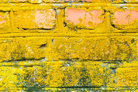 moss covered old brick wall background backdrop. High quality photoの写真素材