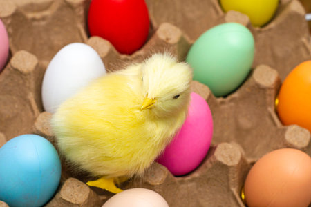painted easter eggs a chicken sits in a tray among the eggs. High quality photoの写真素材