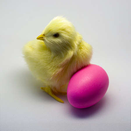 pink easter egg and yellow chicken on a light background. High quality photoの写真素材