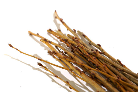 cut currant twigs close-up on a white background. High quality photo