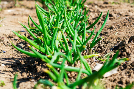 spring shoots of onions in the garden beds. High quality photoの写真素材
