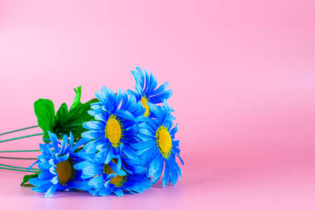 blue plastic flowers on pink background copyspace greeting card background. High quality photoの写真素材
