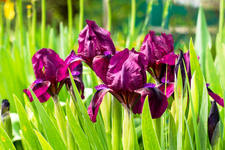 purple iris flowers blooming in the garden in spring. High quality photoの写真素材