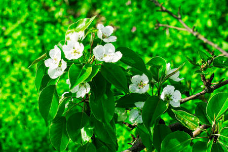 blooming pear branches on a background of green foliage. High quality photoの写真素材
