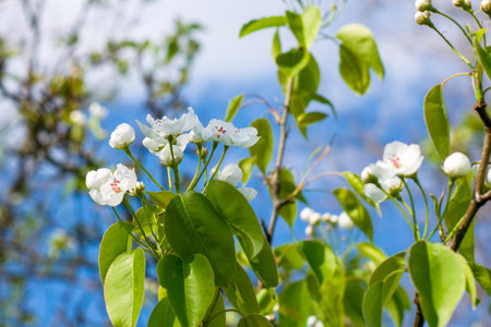 blooming pear branches against the blue sky. High quality photo