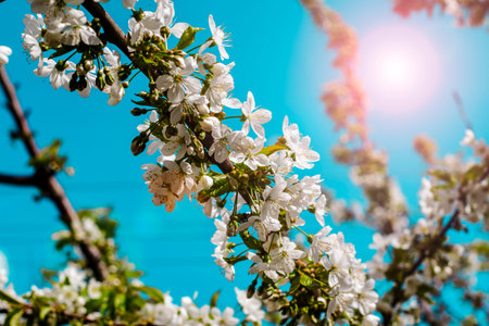 blooming cherry branches on the background of a blue sunny sky. High quality photo