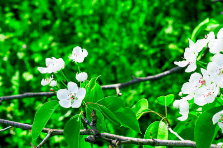 blooming pear branches on a background of green foliage. High quality photo
