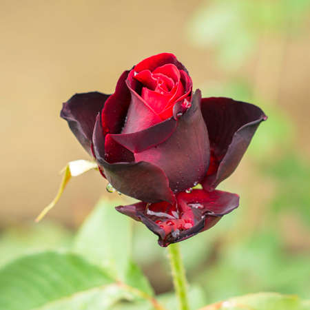 red rose flower after rain on green foliage background. High quality photoの写真素材
