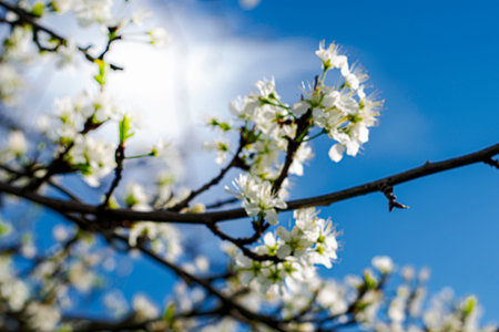 flowering plum branches against a sunny blue sky. High quality photo
