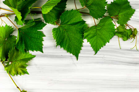 corner frame made of grape leaves on a painted white wooden background. High quality photoの写真素材