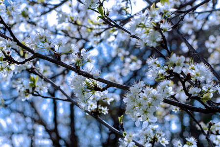 plum blossom branches against the blue sky. High quality photoの写真素材