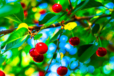 red ripe bright cherries on green branches on a sunny day. High quality photo