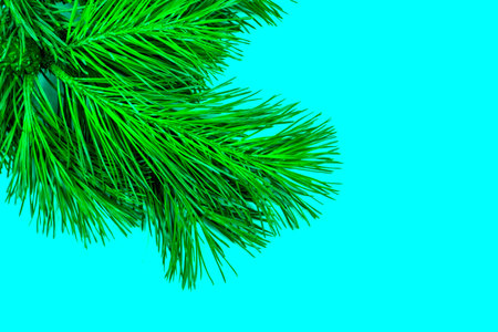 green pine branch on a blue background. High quality photo