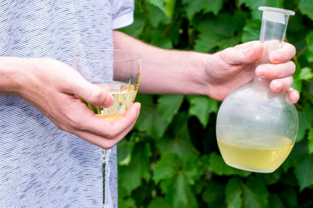 the winemaker holds a glass and a bottle of white wine against the background of grape bushes. High quality photoの写真素材