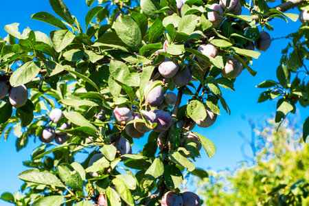 blue plums among green branches in the garden on the sunny day